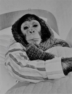 four year old jill the chimp is under the weather she s lying tucked B4PY90 1