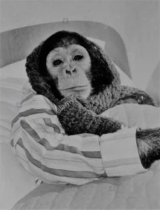 four year old jill the chimp is under the weather she s lying tucked B4PY90 1 Bilim Şenliği
