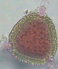 scabiosa Türkiye Eğitim Kampüsü