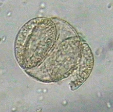 Pinus (pineaster) Maritime 1 g e1538151704951 Türkiye Eğitim Kampüsü