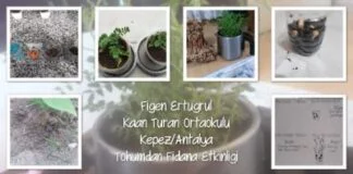 Tohumdan Fidana