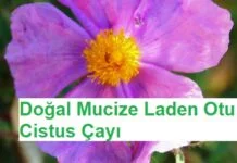 Laden Otu Cistus Çayı