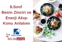 Besin Zinciri ve Enerji Akışı