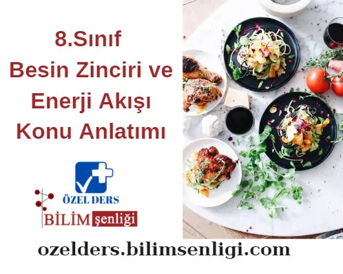 besin-zinciri-8-sinif Besin Zinciri ve Enerji Akışı