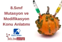 Mutasyon ve Modifikasyon