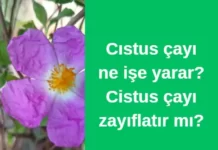 Cistus çayı