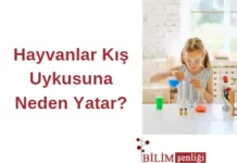 Hayvanlar Kış Uykusu
