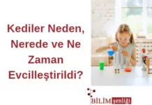 Kediler Evcileştirme