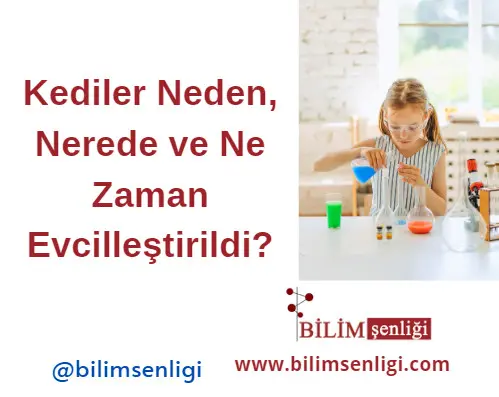 Kediler Evcileştirme