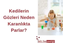 Kedilerin Gözleri
