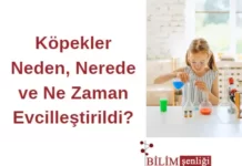 Köpekler