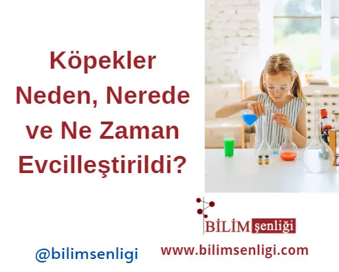 Köpekler