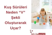 Kuş Sürüleri