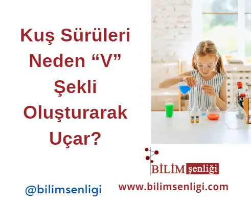 Kuş Sürüleri
