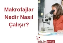 Makrofajlar