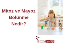 Mitoz ve mayoz bölünme