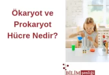 Ökaryot ve Prokaryot Hücre