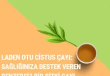 Cistus Çayı
