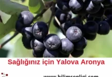 Yalova Aronya