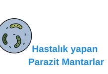 Parazit Mantarlar