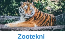 Zootekni