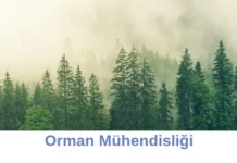 Orman Mühendisliği Bölümü Neden Tercih Etmeliyim? Orman Mühendisliği