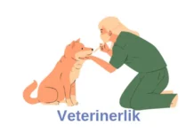 Veterinerlik Bölümü Neden Tercih Etmeliyim? Veterinerlik