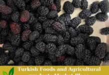 Premium Turkish Fresh Organic Black Mulberry – Ready for Export! Black Mulberry