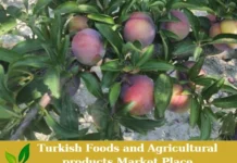 Premium Turkish Fresh Black Prunes – Ready for Export! Black Prunes