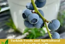Fresh Blueberries