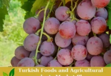 Premium Red Globe Fresh Grapes – Ready for Export! Fresh Grapes