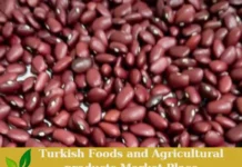 Premium Turkish Organic Red Kidney Beans – Ready for Export! Kidney Beans