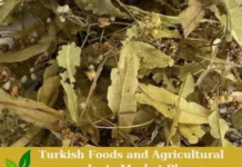 Premium Turkish Fresh Organic Linden – Ready for Export! Linden