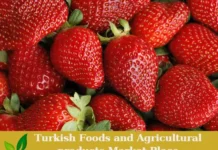 Premium Turkish Organic Strawberries – Ready for Export! Organic Strawberry