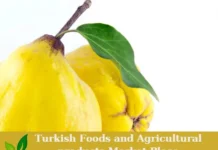 Premium Turkish Fresh Quince – Ready for Export! Quince
