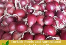 Premium Turkish Red and Purple Onions – Turkish Onions Ready for Export! Turkish Onions