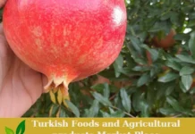 Premium Turkish Pomegranates – Ready for Export! Turkish Pomegranates