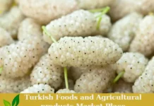 Premium Turkish White Mulberries – Ready for Export! White Mulberries