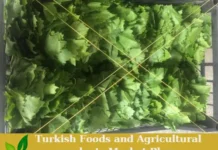 Premium Turkish Fresh Wine Leaves – Ready for Export! Wine Leaves