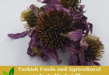 Premium Turkish Organic Echinacea – Ready for Export! echinacea