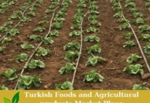Premium Turkish Organic Iceberg Lettuce – Ready for Export! iceberg lettuce