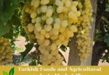 Premium Turkish Sultana Table Grapes – Ready for Export! table grapes