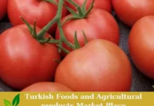 Premium Turkish Tomatoes – Ready for Export! tomatoes