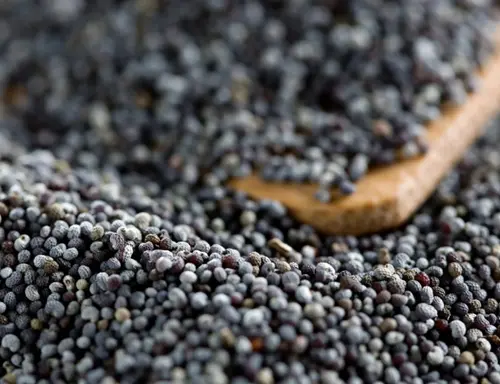 Sourcing Specialty Seeds: The B2B Guide to Bulk Blue Poppy Seed Markets 1 Sourcing Specialty Seeds